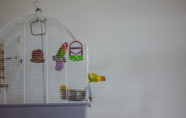 Sarı yeşil papağan Agapornis, Psittaculidae familyasından bir kuş cinsi. Evcil bir hayvan. Korkmuş küçük tropikal kuş itiraf etti. Özgürlük kavramı, değişim korkusu.. 