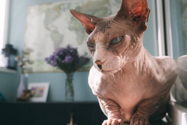 Güzel yerli kel Kanada Sphynx kedisi balkonda pencere eşiğinde oturuyor, arka planda bir buket çiçek var. Sphinx kedicik, evde ağızlık takan evcil hayvan. Evde hayalperest kedi yavrusu