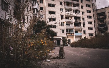 Şehir caddesinde, Ukrayna 'ya karşı savaşta Rus ordusu tarafından yok edilen harabelerin arasında terk edilmiş bir kedi. Serseri hayvanlar, Putin 'in mahvettiği kaderler..
