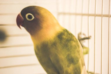 Sarı yeşil papağan Agapornis, Psittaculidae familyasından bir kuş cinsi. Evcil bir hayvan. Korkmuş küçük tropikal kuş itiraf etti. Özgürlük kavramı, değişim korkusu.. 