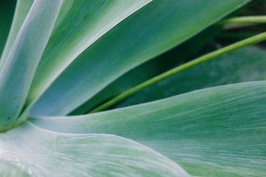 Büyük sulu yaprakları yakın çekim. Sulu bitkilerin güzel soyut arkaplanı. Doğanın modern makro görüntüsü. Ev bahçesi tasarımı, yukka ya da aloe vera asırlık bitki yetişiyor. Agave attenuata.