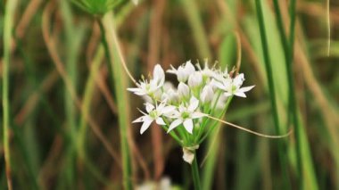 Allium ramosum umbels ilkbaharda ya da yaz bahçesinde küçük beyaz çiçekler yetişiyor. Açık havada güzel çiçekler yetiştirmek. Kuzeydoğu Çin 'de sebze olarak yetiştirilmiş çiçek açan yeşil bir bitki.