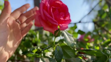 Minyatür bir gülün narin pembe tomurcukları kadın bir bahçıvanın elinde çiçek açan bir çalıda. Genç bayan çiçek açan çiçekleri seçiyor gelin teması Güzel çiçek açan bitkiler Rosarium 'da bir brunch' ta