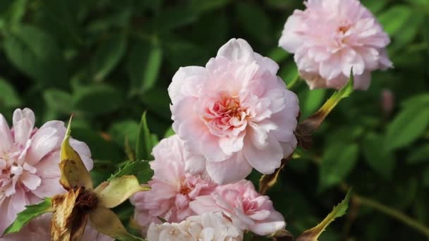 美丽的粉红玫瑰在春天 夏天的花园 开花的灌木上绽放 粉红芬芳的玫瑰花朵 玫瑰花蕾 花卉栽培 — 图库视频影像