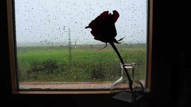 在窗台上的玻璃瓶中 有一朵玫瑰花蕾 在阴雨的春天或秋天里 窗台上有湿淋淋的雨滴 外面下着暴雨 乡郊房屋窗户景观 — 图库视频影像