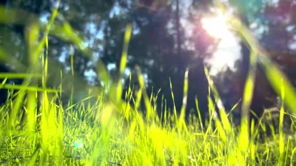 Zöld Természet Növények Egy Talajból Nőnek Tavasszal Nyári Erdőben Fából — Stock videók