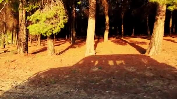 Traveling Car Pine Forest Sunny Day Shadow Automobile Dirt Road — Stock Video
