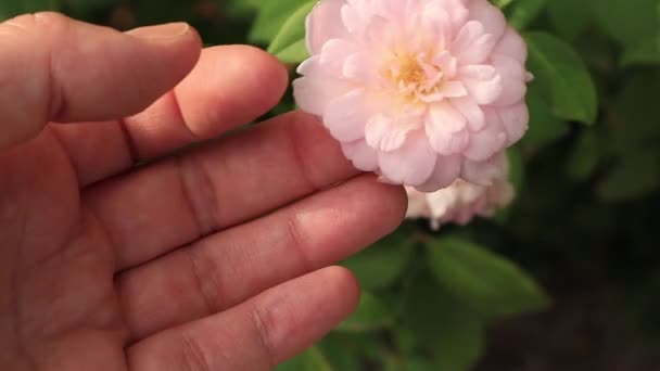Zarte Rosa Knospen Einer Miniaturrose Einem Blühenden Strauch Der Hand — Stockvideo