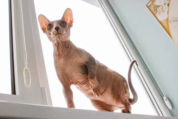 Bald hairless cat of Canadian Sphynx breed standing on windowsill with raised paw. Domestic feline on the move. Funny animas in home interior. Sphinx cats indoors. Adorable animal against a window.