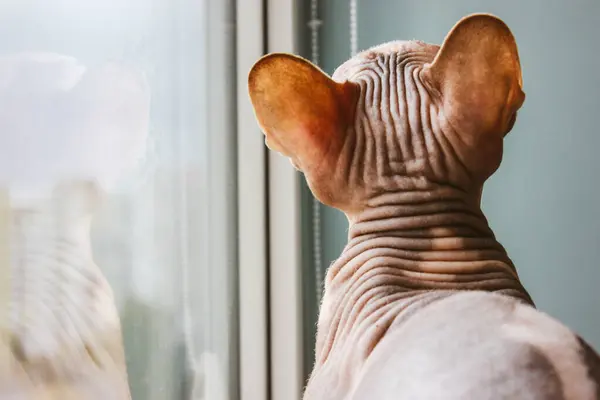 A head and big ears of a bald cat with wrinkles, folds on a grey skin. Canadian Sphynx breed kitten view from behind. Domestic animal is hunting, looking up. Playful feline pet indoors Hairless mammal