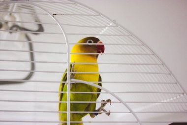 Sarı yanaklı inek papağan Agapornis, Psittaculidae familyasından bir kuş cinsi. Şirin küçük bir kuş ilgiyle bakıyor. Papağan oynuyor, poz veriyor. İçerideki sevimli hayvan..