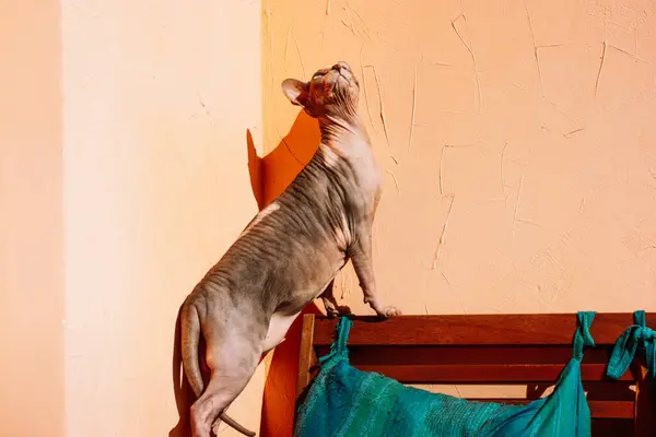 Funny chubby Canadian Sphynx cat with blue eyes basking in the sun on a couch. A bald cat with wrinkled skin on orange wall background. Pet at home in funny pose is looking up. Feline animal indoors.