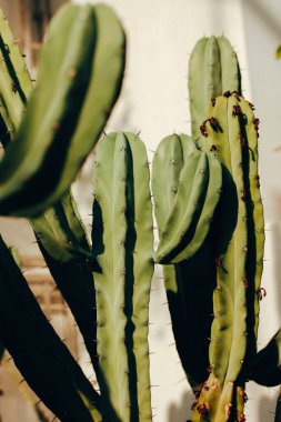 Beyaz dikey arka planda açık yeşil kaktüs. Kaktüsler serada, serada yetişiyor. Bahçedeki dikenli bitkinin ayrıntıları, tatlı. Güneşli bir günde kaktaceae keskin bitkiler. Doğal arkaplan. 