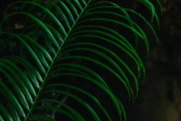Green tropical leaves on dark black background. Palm leaf branch. Abstract texture natural wallpaper. Jungles plants and trees growing outdoors. Deep forest, wood, woods in a darkness. Dark foliage.