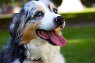 Yaz parkında sinsi sinsi bakan büyük, mutlu bir Avustralya çoban köpeğinin portresi. Uzun saçlı, beyaz ve siyah köpek. Mavi gözlü ve dilsiz evcil hayvan kameraya bakıp gülümsüyor.. 