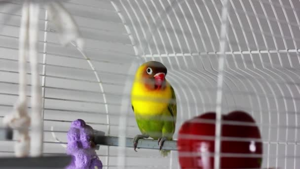 Sárga Arcú Idegesítő Papagáj Agapornis Egy Nemzetség Madarak Egy Család — Stock videók