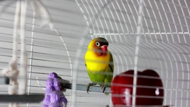 Papagaio Faces Amarelas Agapornis Gênero Aves Família Psittaculidae Uma Gaiola — Vídeo de Stock