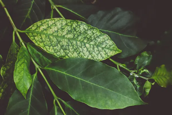 アラビアのコーヒーグリーンは木のブランチに残ります 植物を栽培する 家の植物としてのコーヒーの葉 または温室で栽培される 熱帯気候で栽培されています アラブ大陸とロバスタにはカフェインが含まれています ストック画像