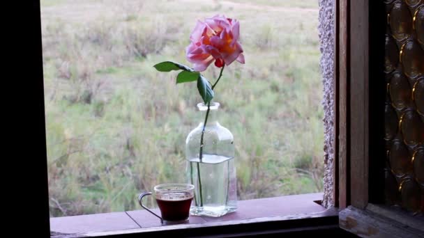 美しいシングルピンクティーバラの花アロマの花びらは 小さなコーヒーカップの隣の窓に立っています 食器と花との生活の取り決めをしています 朝のフラワーコンポジション — ストック動画