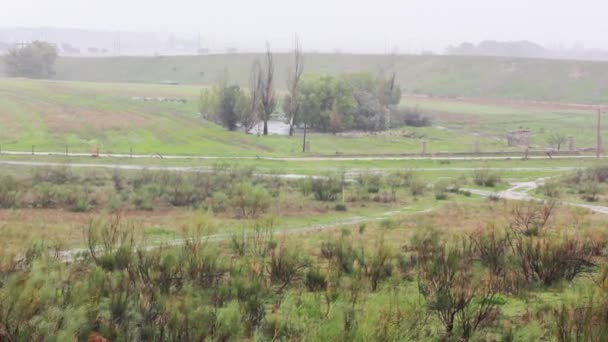 Bidge Meadow Natural Green Landscape Green Shrubs Wild Grasses Trees — Stock Video