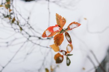 Beyaz kar manzaralı çalılıklarda kuru kırmızı ve turuncu yapraklar. Güzel kış manzarası. Çalılıklardaki dallar. Kış Diyarı manzaraları. Doğanın güzel fotoğrafı Aralık, Ocak, Şubat