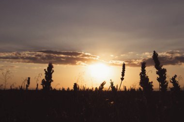 Akşam günbatımında lavanta tarlası çayırı. Saplar, lavanta çiçekleri sarı-mavi gökyüzüne karşı. Doğal çiçek geçmişi var. Sükunet, ahenk, doğallık, vahşi yaşam kavramı..