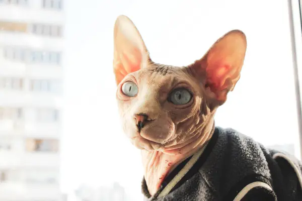 Bald blue-eyed Canadian Sphynx cat in a warm clothes is sitting on a window sill at home. Amazing stylish feline pet, domestic animal indoors. Dreamy cute kitty looking up dreaming about something.