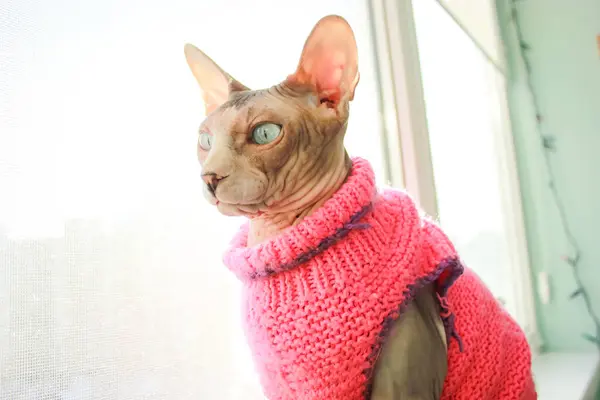 Bald blue-eyed Canadian Sphynx cat in a pink sweater is sitting on a window sill at home. Stylish feline pet, domestic animal indoors. Dreamy cute kitty looking up dreaming about something. Mammal pet