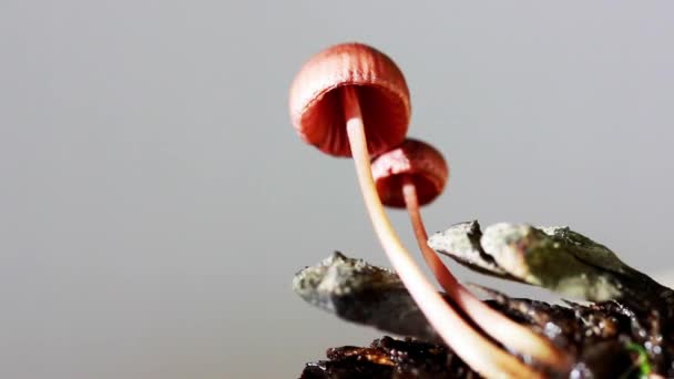 Dua Jamur Kecil Berkepala Coklat Tumbuh Dari Batang Pohon Kerucut — Stok Video