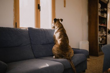 Kendini adamış Alman kahverengi boksör köpeği sahibi için pencereden içeri bakıyor. Kısa saçlı, akıllı, evde dinlenen bir köpek yavrusu. İç Güvenlik. Evcil hayvan. Sadakat, sadakat kavramı. 