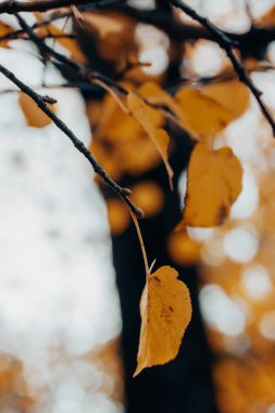 Siyah dalların üzerinde sarı, altın yapraklar olan yaprak döken ağaç. Sonbahar parkındaki ağaçlar, orman, odun. Mevsimler değişti. Estetik doğal altyapı. Dal üzerinde kurumuş sonbahar yaprağı. Güzel doğa fotoğrafı.