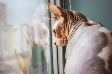 Gri cildinde kırışıklıklar olan kel bir kedi pencereden içeri bakıyor. Kanadalı Sphynx yavru kedisi. Kapalı bir balkonda evcil bir hayvan. Evcil kediyi sakinleştir. Bardakta tüysüz memeli yansıması.