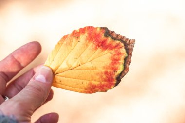 Bir sonbahar sarısı, kahverengi, kırmızı yaprak, güneşli arka planda kadın elinde. Sonbahar parkı, odun, orman, orman. Kloroz, fotosentez, yaprakların sararması, bitki yaprakları.. 