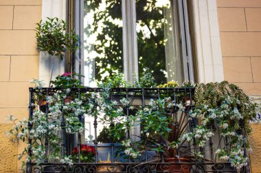 Eski bina duvarının ön görüntüsü. Baharda ya da yaz günü bir balkonda yeşil bitkiler ve çiçek açan çiçekler büyür. Yeşil kentsel alan. Çiçek saksıları bir balkonda sallanıyor..