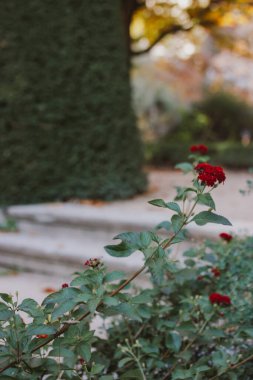 Kırmızı çiçek tomurcukları olan bir çalılığın arkasında taş bir antika duruyor. Yaz günü bir gül bahçesi. Soluk yeşil yapraklı romantik retro çiçek arkaplanı. Rüya gibi patika, Rosarium 'da yürüyüş yolu 