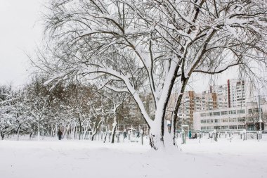Kyiv, Ukrayna. Kış şehri. Güzel kar beyazı kış manzarası çıplak dallı kocaman bir ağaç. Şehir caddesinde karla kaplı bir arazi. Soğuk mevsimde şehir manzarası. Kar fırtınasından sonra yerleşim alanı.