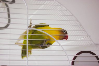 Sarı yanaklı inek papağan Agapornis, Psittaculidae familyasından bir kuş cinsi. Şirin küçük bir kuş ilgiyle bakıyor. Papağan oynuyor, poz veriyor. İçerideki sevimli hayvan..