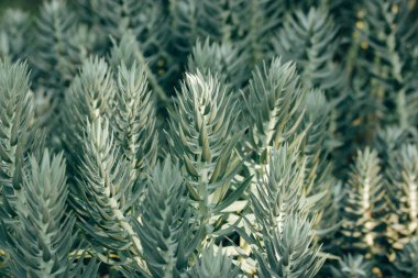 Euphorbia rigida taze soluk yeşil bitkiler dışarıda yetişiyor bir yaz parkında, bahçede. Ebedi yeşil, etli yapraklı. Avrupa ve Kuzey Amerika 'nın ılıman bahçelerinde kullanılan süs bitkisi.