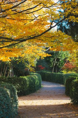 Güz botanik bahçesinde güzel süslenmiş çalılıklar ve yürüyüş yolları, park. Sarı yapraklı bir ağaç. Güneşli bir günde altın ağaçlar. Sonbahar mevsiminde Japon bahçeleri. Sakin bir gezinti için. Sıcak hava.