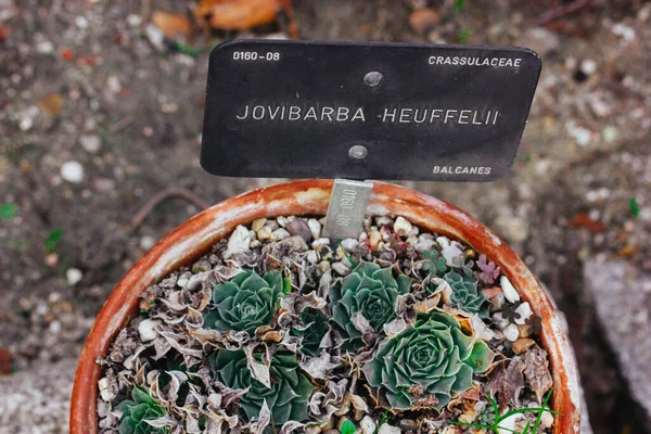 Green succulent plants in a red flower pot in a park, greenhouse, hothouse. Small tiny succulents plant in a Japanese gardens. Black plaque with a name of a plant Jovibarba heuffelii top view.
