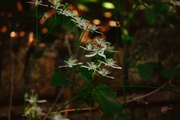 茂みに成長する白い小さな花のグループ 屋外のフローラルコンポジション 満開のジャスミンの美しい花 春の自然に咲く新鮮な植物 ホームガーデンでホワイトブラーム ストックフォト