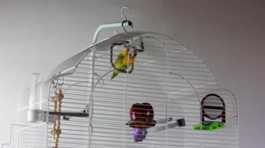 Sarı yanaklı inek papağan Agapornis, Psittaculidae familyasından bir kuş cinsi. Şirin küçük bir kuş ilgiyle bakıyor. Papağanlar oynuyor, poz veriyor. İçerideki sevimli hayvan..