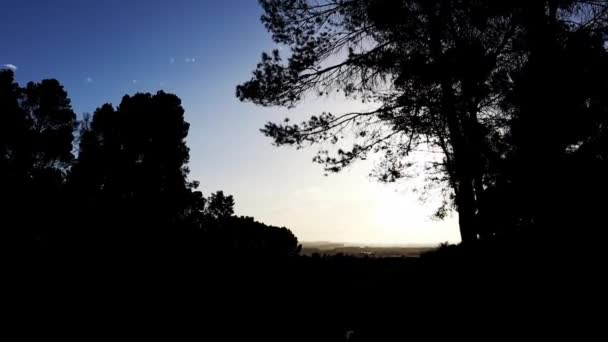 日没時の木の暗いシルエット 抽象的な自然の背景 静けさ 旅行のコンセプト 夜の青空に対する松の森 自然保護区を統合する — ストック動画