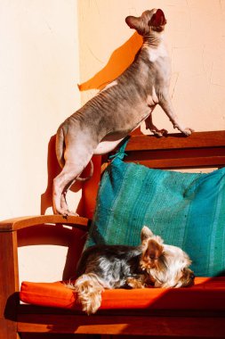 Sfenks kedisi ve küçük köpeği kanepede yan yana yatıyorlar. Kel bir Kanadalı Sphynx kedisi ve turuncu kanepede uyuyan Yorkshire Terrier köpeği. Sevimli hayvanlar, evcil hayvanlar. Köpek finosu. Dost dostlar..