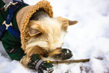 Sıcak giyimli Yorkshire Terrier köpeği kış parkında sopa kemiriyor. Soğuk kış karlı bir günde şık bir köpekçik dışarıda yürüyor. Sıcak tulum giymiş köpek yavrusu ve dışarıda gezen köpek yavrusu.