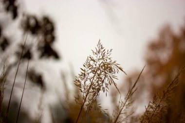 Yağmurlu bir günde kuru çim çivileri. Soyut sakin arka plan, bahçe manzarası, park. Sinematik kahverengi doğa fotoğrafçılığı. Sakinlik, sakinlik konsepti. Hüzünlü Sonbahar Günü.