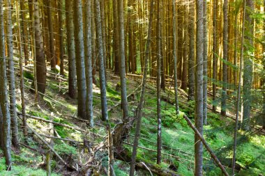 Ağaç gövdeleri ve zemin güneşli bahar ve yaz gününde yeşil yosunlarla kaplıydı. Gezegeni, ekolojiyi, bitki kavramını kurtar. Yeşil doğa. Eski bir ormanda, ormanda, milli parkta yosunlarla kaplı kayalar..