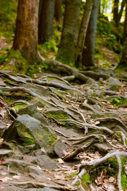 Yeşil bir ormanda yol, yosun kaplı büyük taşlar. Uzun, eski ağaçların kıvrımlı kökleriyle ahşap zemin. Doğal konsept. Gündüz vakti orman manzarası. Yosunlu kök sistemi. Ekoloji, Yeşil Gezegen.