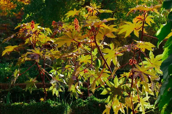 Ricinus communis, the castor bean or castor oil plant - perennial flowering plant in a spurge family, Euphorbiaceae growing in a botanical garden, park in sunny day. Lush fresh green vegetation.