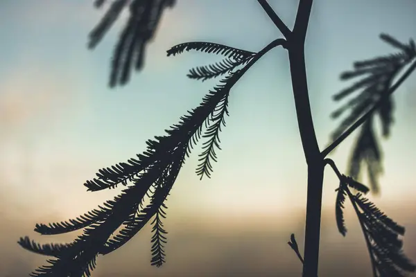 Mimosa green leaves silhouette against light green background. Tropical shy plant leaf against sunset sky. Plants growing, cultivation. Gum Arabic tree Vachellia nilotica. Isolated mysterious flower.